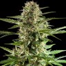 Семена ганжа  Alatau feminised Bang Seeds