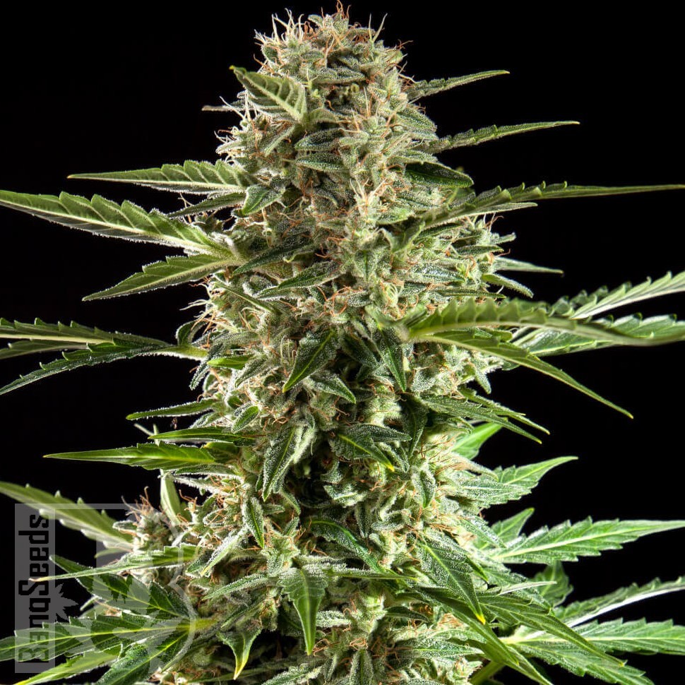 Семена ганжа  Alatau feminised Bang Seeds