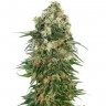 Семена  Auto Super Hash feminised Ganja Seeds