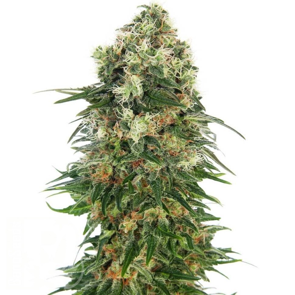 Семена  Auto Super Hash feminised Ganja Seeds