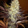 Семена  Auto Super Hash feminised Ganja Seeds