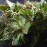 Семена каннабиса  Morhine feminised Ganja Seeds