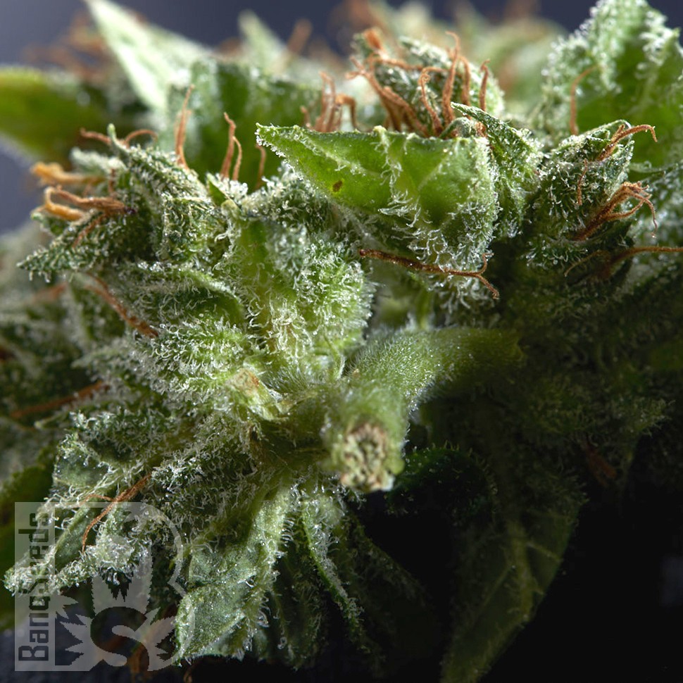 Семена каннабиса  Morhine feminised Ganja Seeds