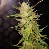 Nefertiti feminised Ganja Seeds