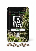 Altay feminised Bang Seeds