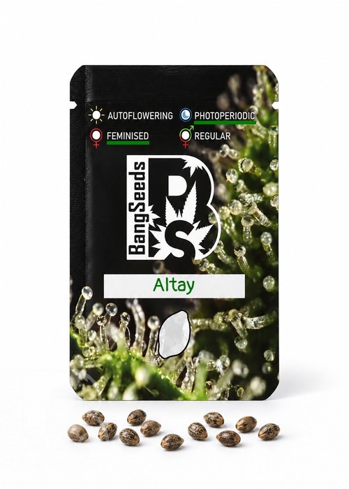 Семена каннабиса  Altay feminised Bang Seeds
