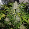 Altay feminised Bang Seeds