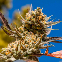 Rolling Frau feminised Ganja Seeds