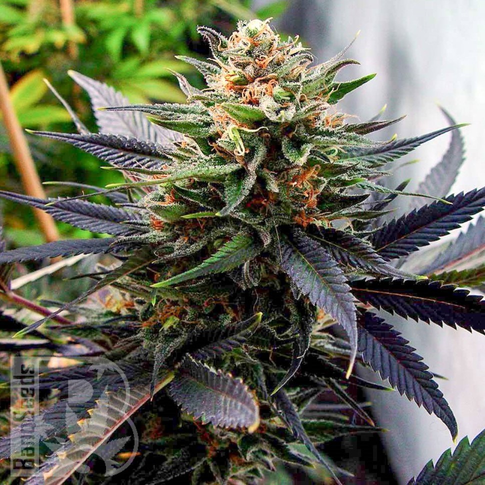 Семена конопли  Mountain Power feminised Ganja Seeds