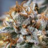 Семена конопли  Argali feminised Bang Seeds