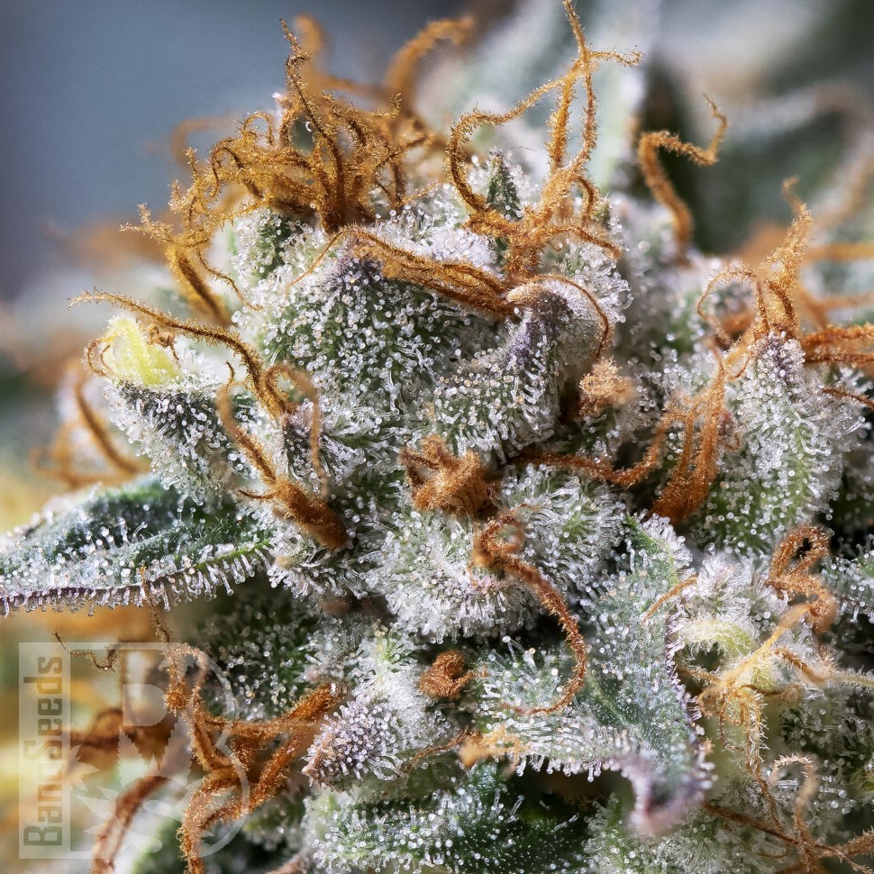 Семена конопли  Argali feminised Bang Seeds