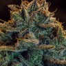 Семена конопли  Argali feminised Bang Seeds