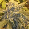 Семена конопли  Argali feminised Bang Seeds