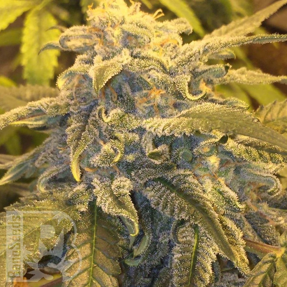 Семена конопли  Argali feminised Bang Seeds