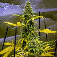 AK 49 feminised Ganja Seeds