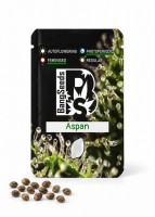 Aspan feminised Bang Seeds