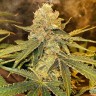 Aspan feminised Bang Seeds