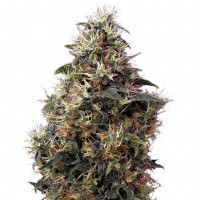Auto Sweet Mango feminised Ganja Seeds