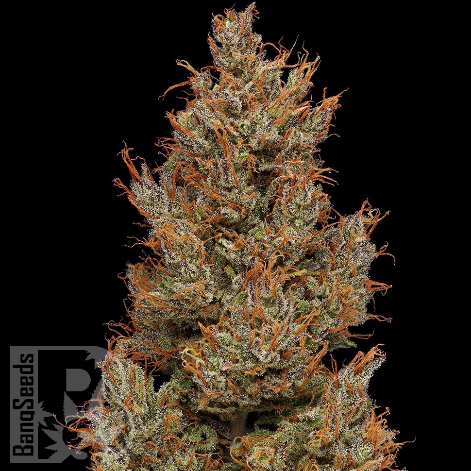 Семена марихуаны  Auto Sweet Mango feminised Ganja Seeds