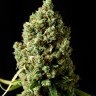 Семена каннабиса  Neville's Haze feminised Ganja Seeds