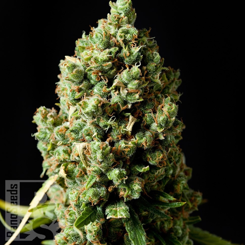 Семена каннабиса  Neville's Haze feminised Ganja Seeds