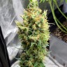 Семена каннабиса  Neville's Haze feminised Ganja Seeds