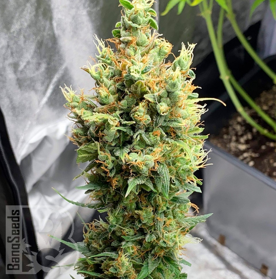 Семена каннабиса  Neville's Haze feminised Ganja Seeds