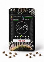Big Bud feminised Ganja Seeds