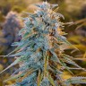 купить семена конопли Auto Blue Dream feminised