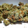 купить семена конопли Chronic feminised