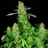 купить семена конопли в оригинальных упаковках Chronic feminised