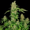 купить урожайные семена конопли Chronic feminised