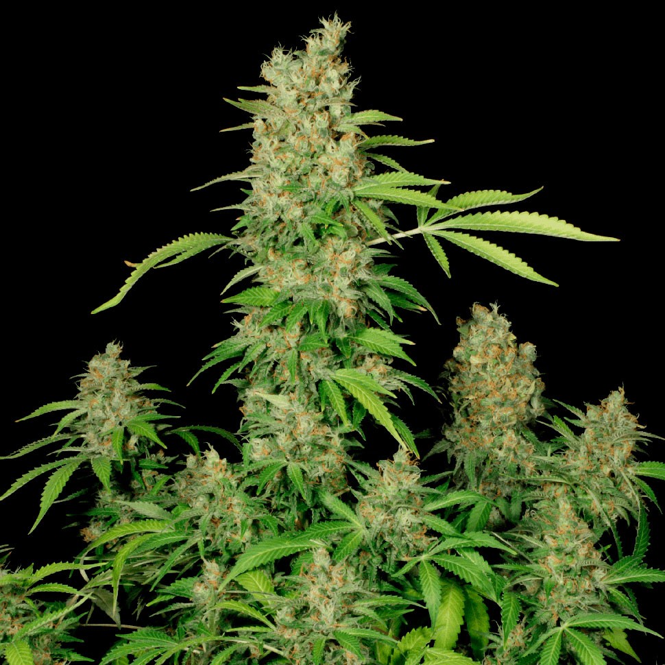 купить урожайные семена конопли Chronic feminised