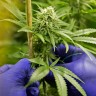 купить семена конопли феминизированные Chronic feminised