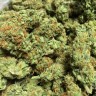 заказать семена конопли Chronic feminised