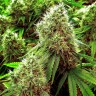 заказ семян конопли Chronic feminised