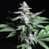 где заказать семена конопли Chronic feminised