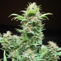 Wembley feminised Ganja Seeds