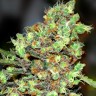 Семена марихуаны  Wembley feminised Ganja Seeds