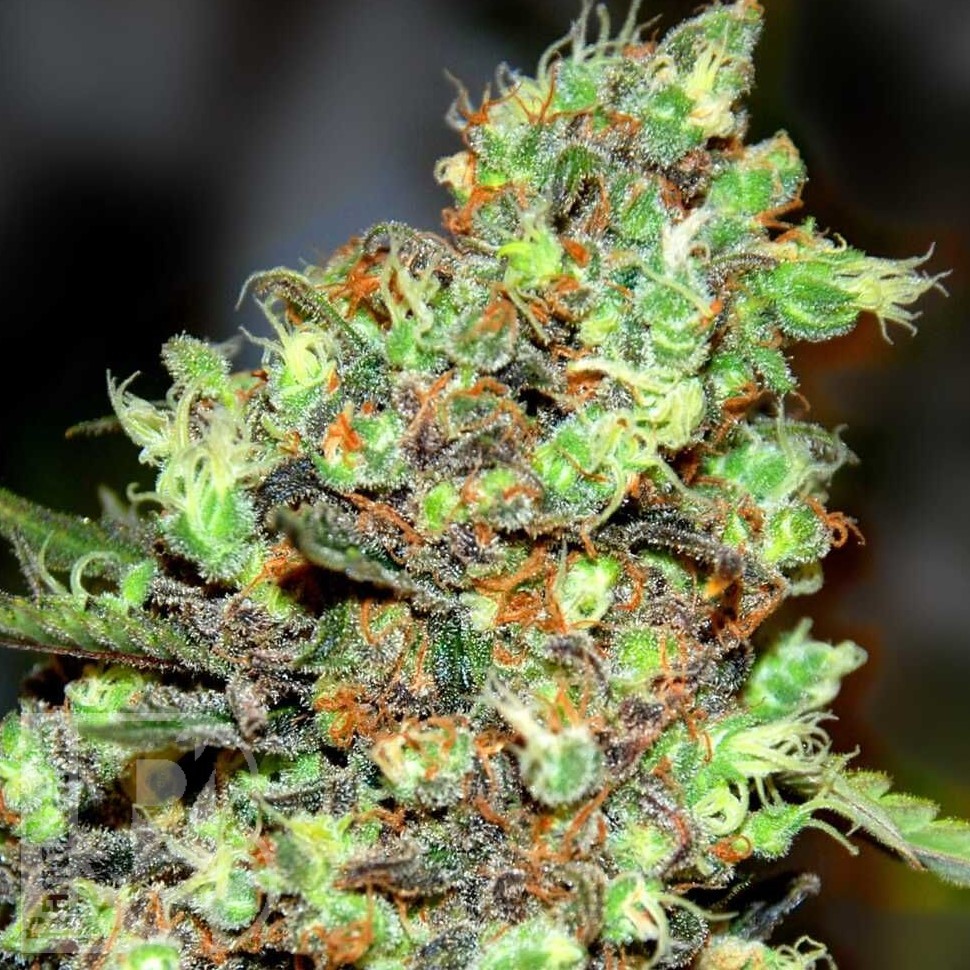 Семена марихуаны  Wembley feminised Ganja Seeds