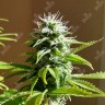 Семена конопли  Auto AK x Somango feminised Ganja Seeds