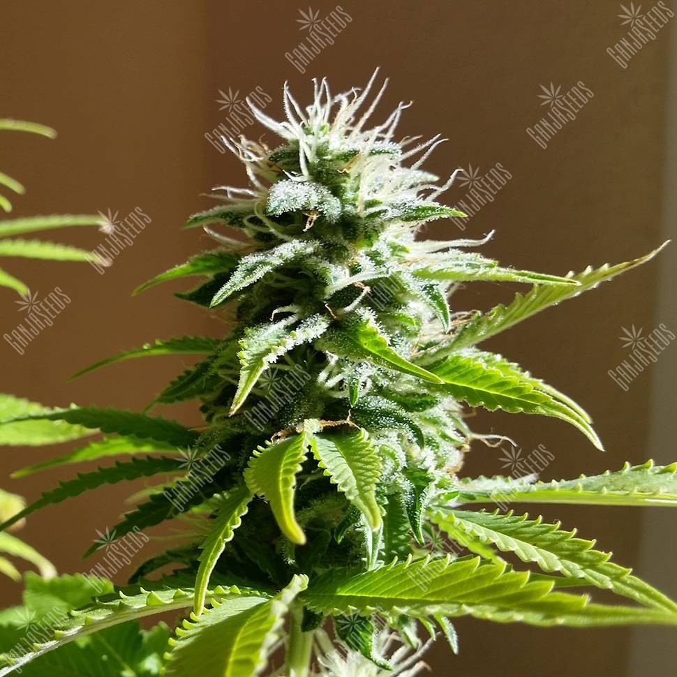 Семена конопли Auto AK x Somango feminised Ganja Seeds