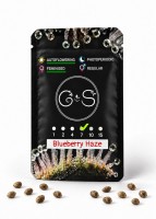 Auto Blueberry Haze feminised Ganja Seeds