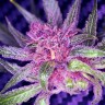Семена марихуаны Auto Blueberry Haze feminised Ganja Seeds