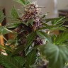 Purple Sunset feminised Ganja Seeds