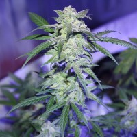 Auto AK 47 feminised Ganja Seeds