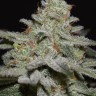 Семена марихуаны  Amnesia Lemon regular Ganja Seeds