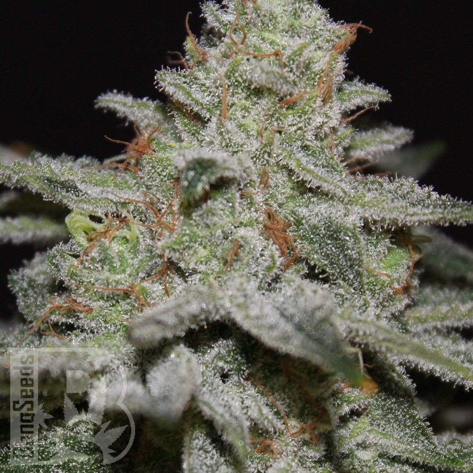 Семена марихуаны  Amnesia Lemon regular Ganja Seeds