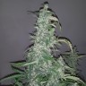 Семена Auto Wappa feminised Ganja Seeds