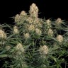 купить семена конопли аутдор  Original Skunk feminised